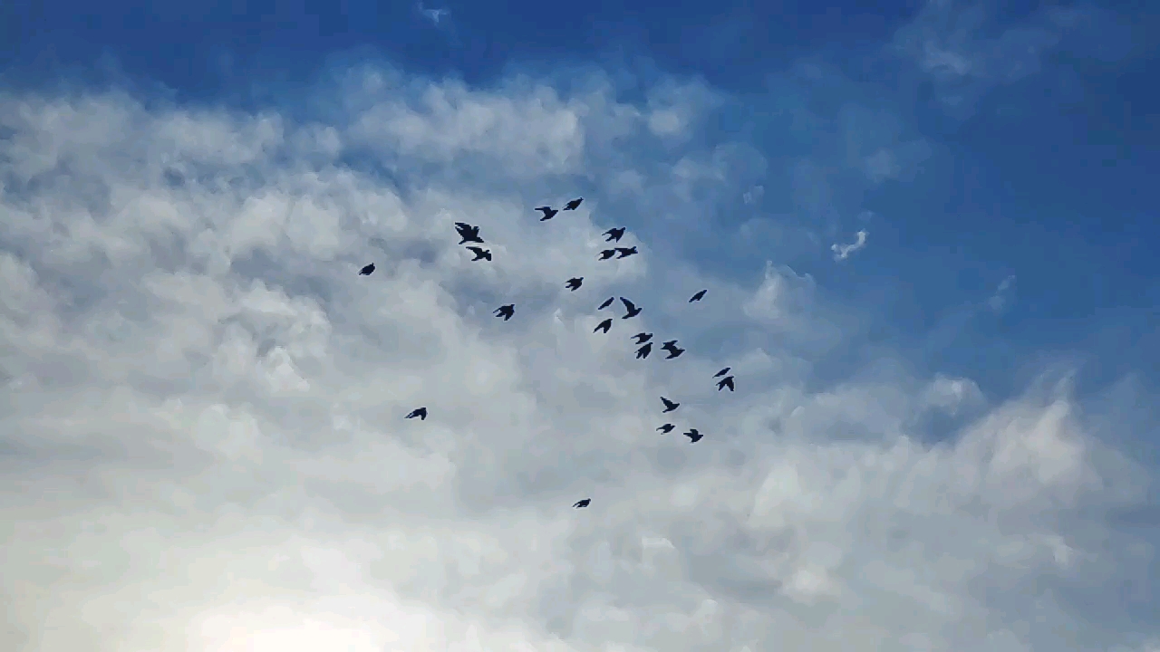 闪电阁(闪电阁王普)